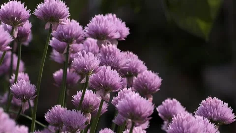 Macro shot of garlic blossom Stock Footage 243100598