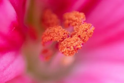 Macro shot of Geranium Stock-Fotos