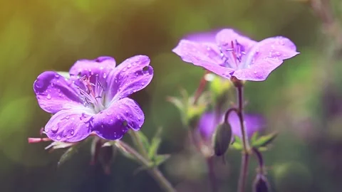 Macro Shot of geranium in sunset light. Stock Footage 192859175