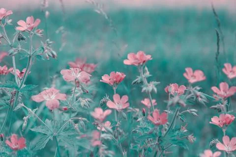 Macro Shot of geranium in sunset light. Stock Photos
