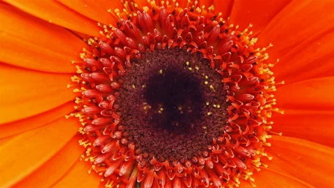 Macro shot of a gerbera flower. Video stock 102804877