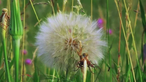 Macro shot of a giant yellow salsify (Tragopogon dubius) seed head puffball 動画素材 344786299