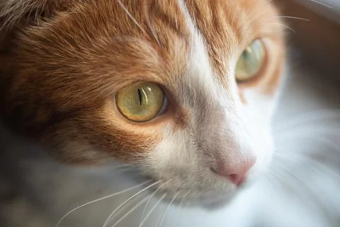 Macro shot of ginger Stock Photos