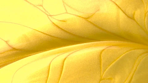 Macro shot of gold paint drop. Golden ink stirred with toothpick, macro shot Stock Footage 168135534