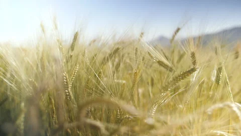 Macro shot of a golden wheat field in the sun, in Ethiopia Stock Footage 230457729