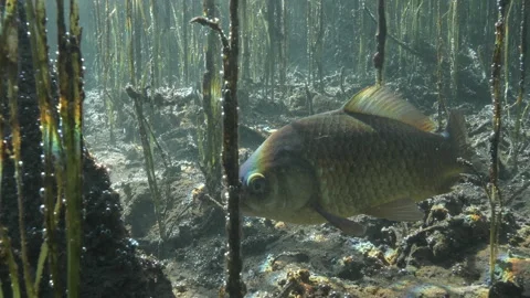 Macro shot on Goldfish swimming on sandy bottom of the pond covered by plants Stock-Footage 227346512