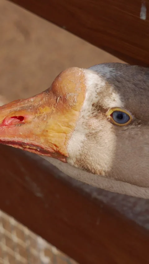 Macro shot of goose beak and eye through wooden fence vertical video, farm reel Stock-Footage 345202920