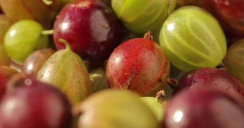 Macro shot of a gooseberry Stock Footage 135628433