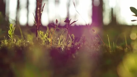Macro shot of grass and moss in a morning forest in Finland. Purple lens flare Stock Footage 133830351