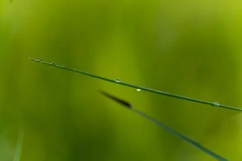 Macro shot of a grass blade with water droplet on it Stock Photos