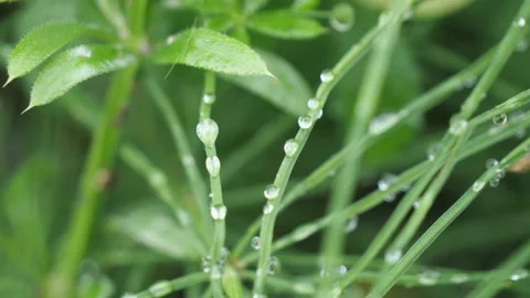 A macro shot of grass covered in the rain droplets. 스톡 동영상 236729229
