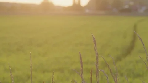 Macro Shot of Grass in Front of Blurred Field at Dusk 2 Stock Footage 309089381