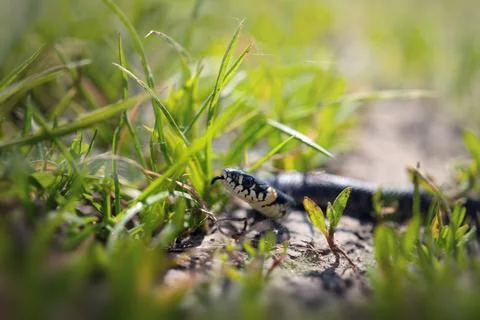 Macro shot of grass snake head peaking out from green grass on sunny ground.  Foto stock