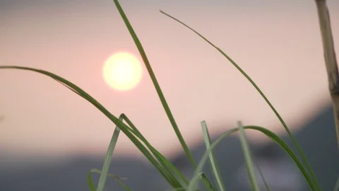 Macro shot of grass with sun in behind out of focus sunset sunrise Stock Footage 108624372