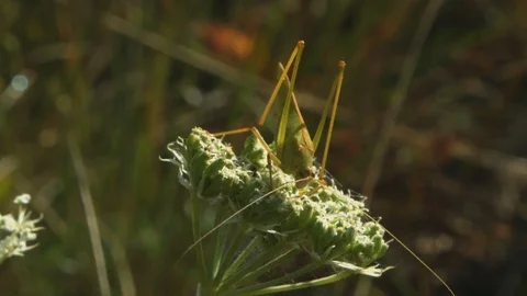 Macro shot of grasshoper on a plant Stock Footage 78589019
