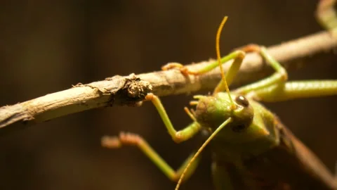 Macro shot of Grasshopper facing the camera Stock Footage 166272590
