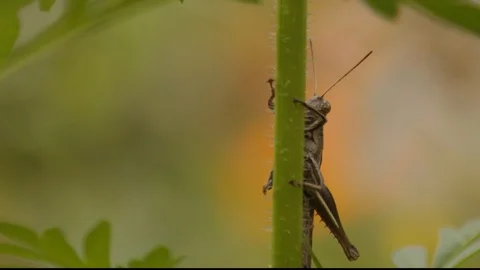 Macro shot of grasshopper on vertical stem swaying in wind and moving its head 스톡 동영상 108035333