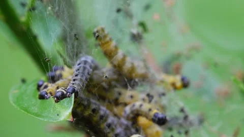 Macro shot of gray and yellow caterpillars eating a leaf Stock Footage 266922241