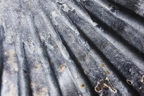 Macro shot of a gray seashell Stock Photos