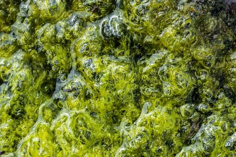 Macro shot of green algae covered in oxygen bubbles floating on wet surface Stock Photos