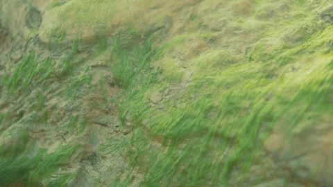 Macro Shot of Green Algae Covering Wet Rocky Surface in Outdoor Natural Setting Stock Footage 344041728