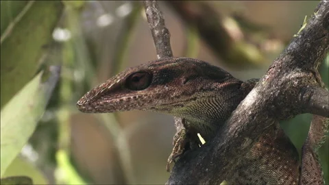 Macro shot of green anole lizard Stock Footage 133205620