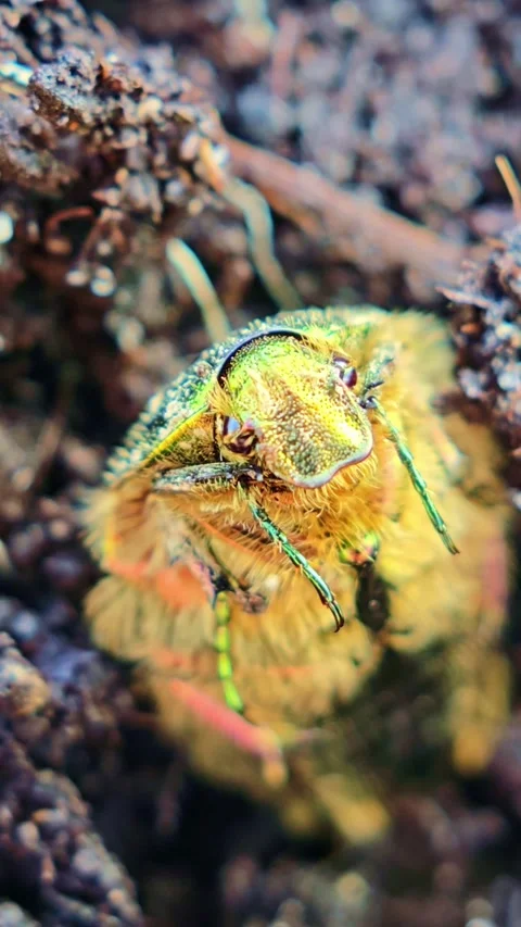 Macro Shot Of Green Beetle In Natural Soil Stock Footage 333465809