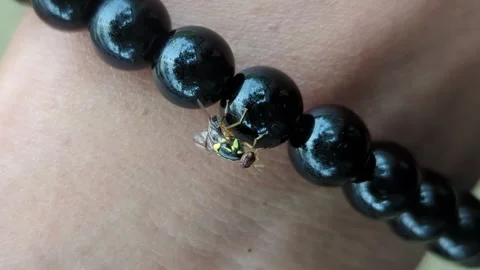 Macro Shot of Green Bottle Fly Perched on Black Bead Bracelet Video stock 330774668