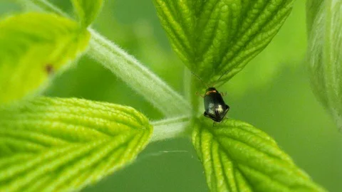 Macro shot of a green bug with a red head crawling up a green leave in Stock Footage 108889740