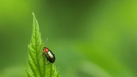 Macro shot of a green bug with a red head walking up to the edge of a Stock Footage 108894532