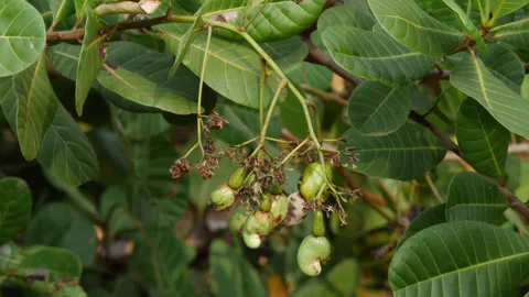 Macro shot of green cashew nuts and cashew plant flowers Stock Footage 150721714