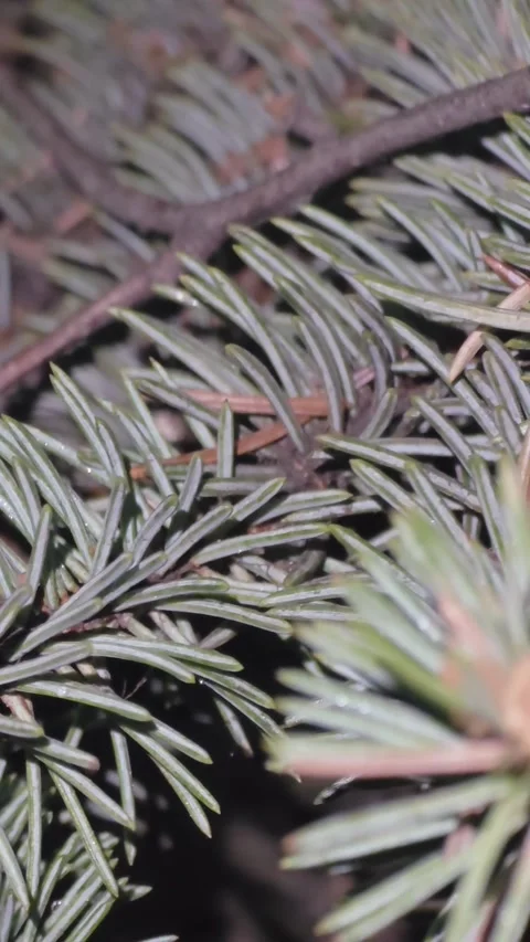 Macro shot of a green coniferous branch with sharp needles Stock Footage 333227614