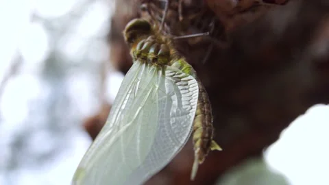 Macro shot of green dragonfly from bottom 4K Stock Footage 133943725