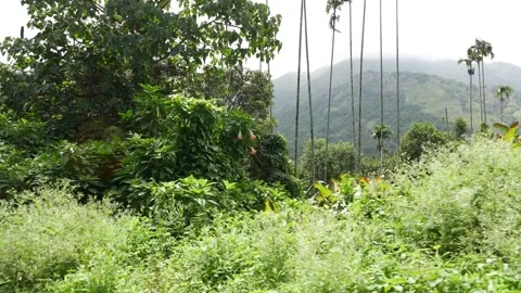 Macro shot of green forest, Mountainous forest footage Stock Footage 156965093