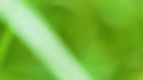 Macro Shot Of Green Grass Blades With Morning Dew Drops In Slow Motion Stock Footage 345446955