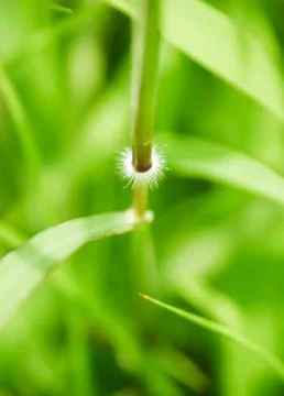 Macro shot of green grass Stock Photos