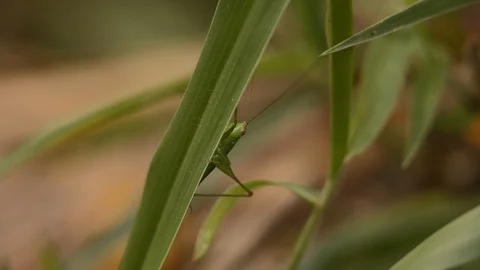 Macro shot of green grasshopper from behind with back legs and antennae raised 스톡 동영상 108035504