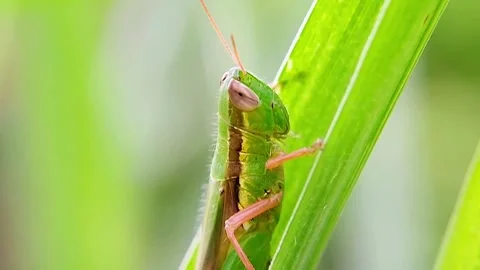 Macro Shot of Green Grasshopper Perched on Grass Blade in Slow Motion Stockbeeldmateriaal 346848080