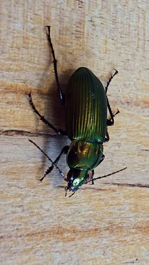 Macro Shot Of Green Ground Beetle Stock Footage 335275315