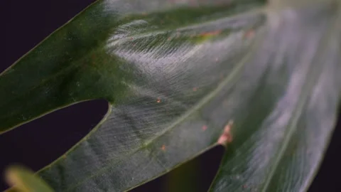 Macro shot of green leaf. Dead leaf, close up shot. Stock Footage 171861372