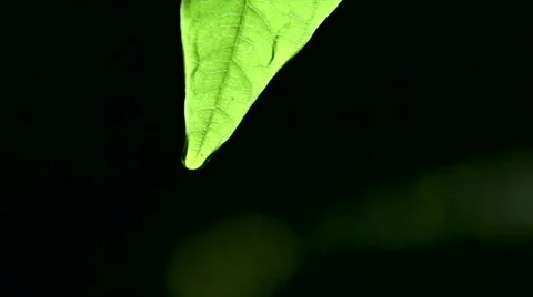 Macro shot of green leaf drop Stock Footage 51720999