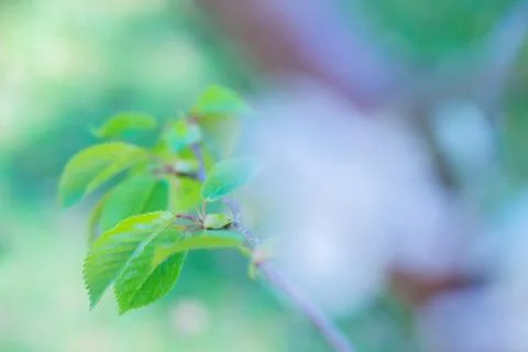 Macro shot of green leaf Фото