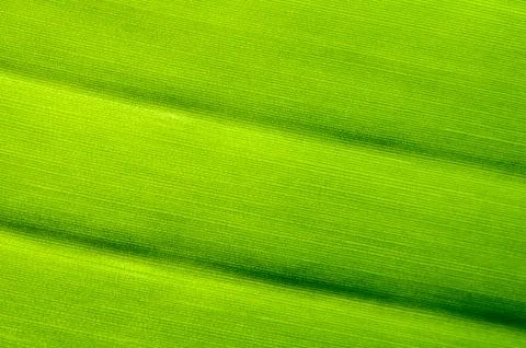 Macro shot of green leaf texture, nature background Stock Photos