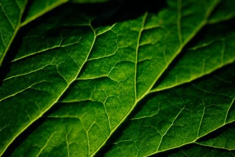Macro shot of green leaf texture.. Stock Photos