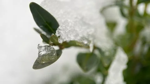 Macro shot of a green leaf trapped under a layer of ice and snow. Perfect f.. Stock Photos