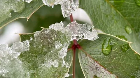 Macro shot of a green leaf trapped under a layer of ice and snow. Perfect f.. Stock Photos
