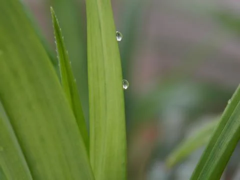 A macro shot of a green leaf with two clear water droplets. Stock Photos