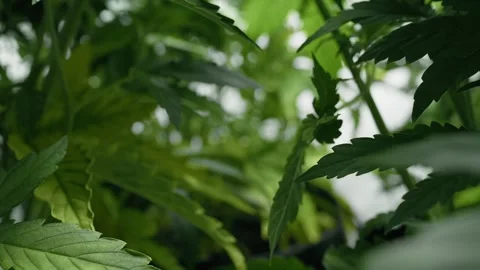 Macro shot of green leaves of growing cannabis bushes in greenhouse Stock Footage 248500681