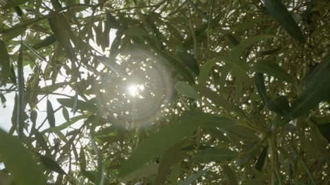 Macro shot of the green leaves of an old olive tree in the sun, Provence, France Stock Footage 292123522