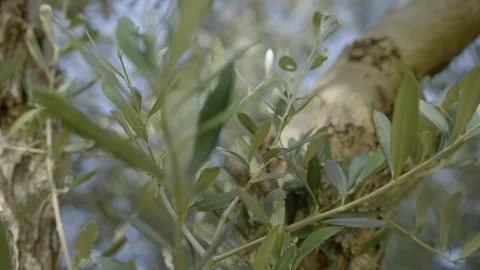 Macro shot of the green leaves of an old olive tree in the sun, Provence, France Stock Footage 292123743